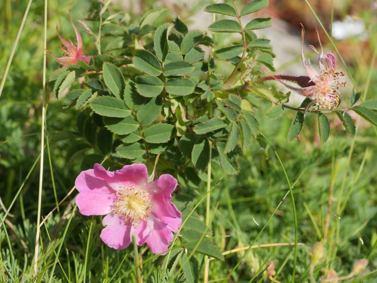 Rosa pendulina Lapazarra mendian