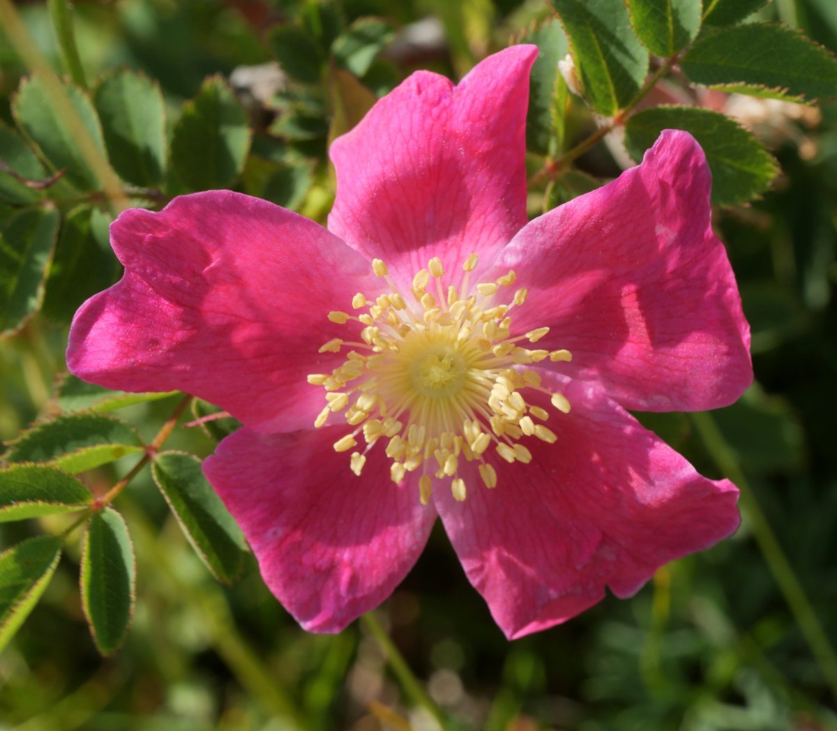 Rosa pendulina Lapzarra mendian