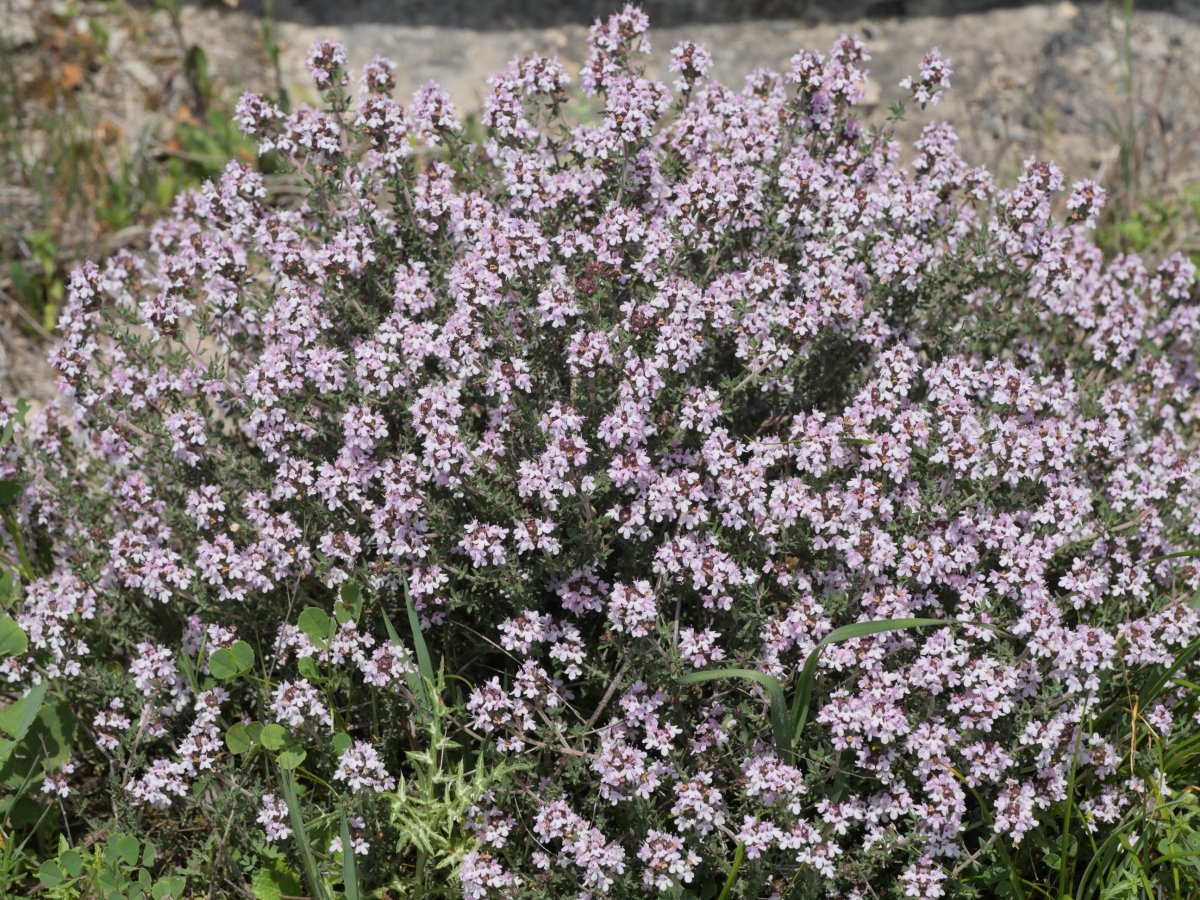Thymus vulgaris Ergaren eguterako hegian