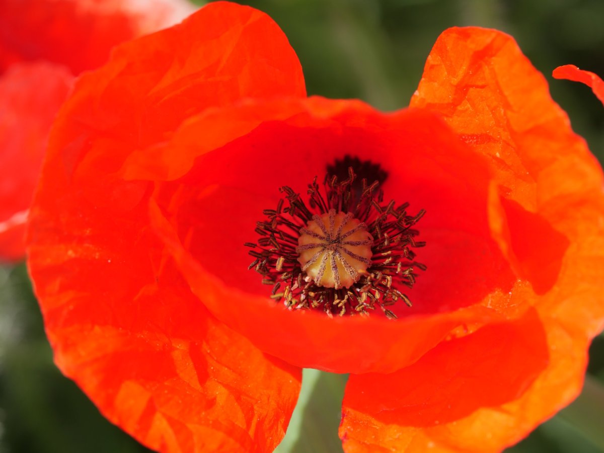 Papaver rhoeas Etxaurin