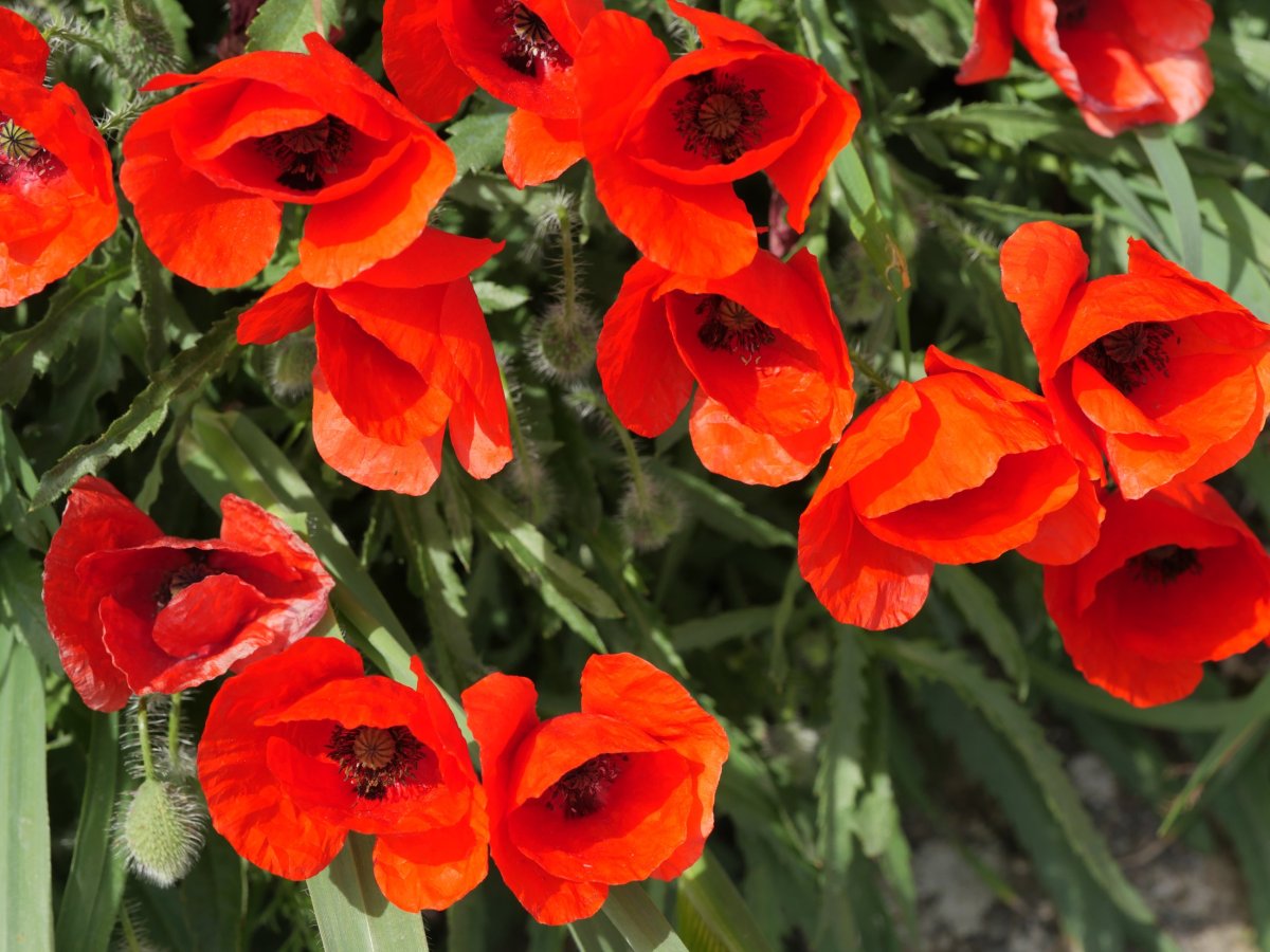 Papaver rhoeas Etxaurin