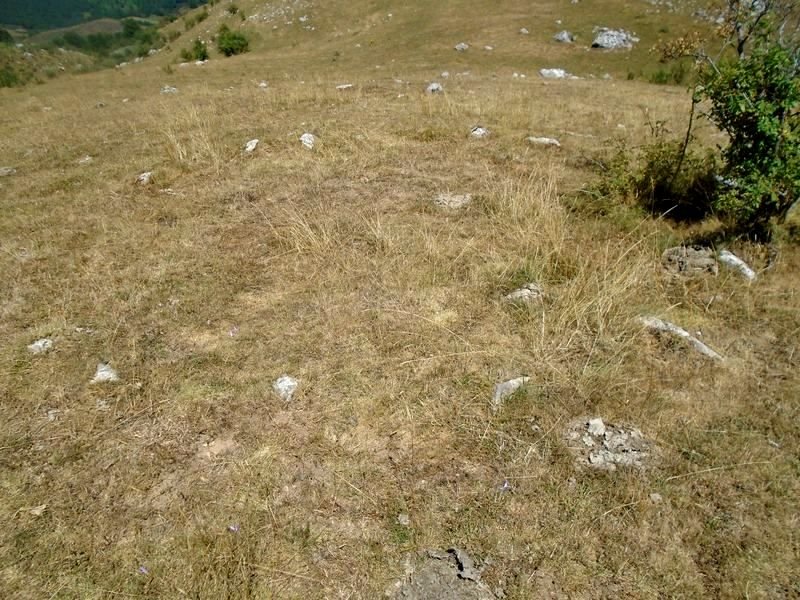 mampodre