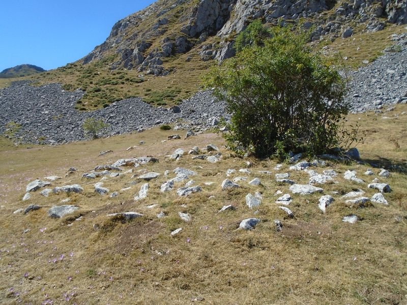 cosalines 10