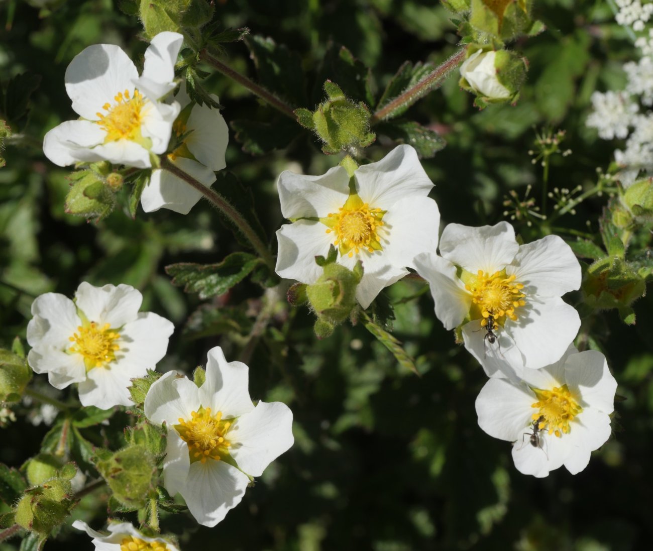Potentilla rupestris Culivillas errekaren inguruetan