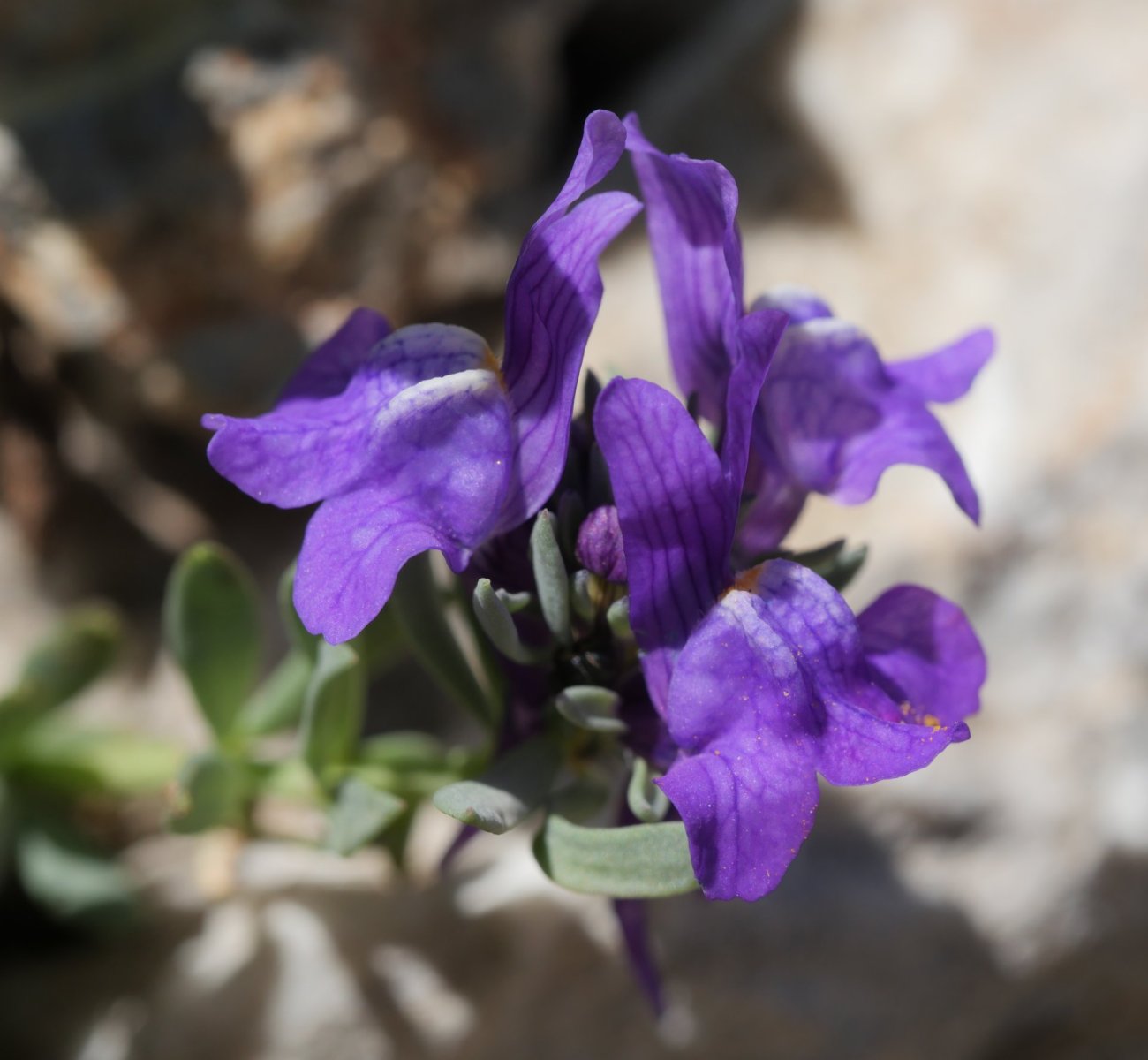 Linaria alpina Larra aldean
