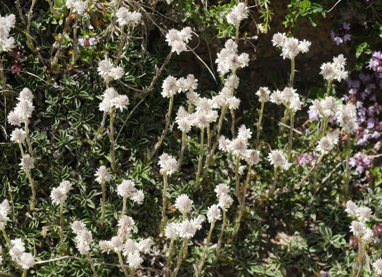 Antennaria dioica Latras mendian