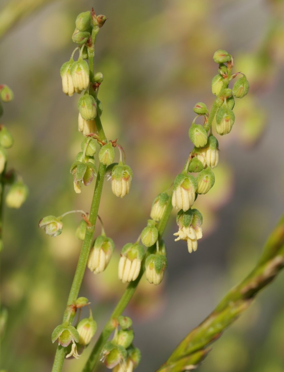 Rumex scutatus Larra aldean