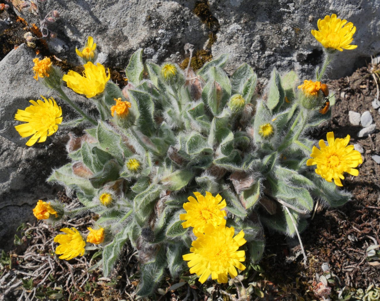 Hieracium mixtum Keleta mendiaren gandorrean