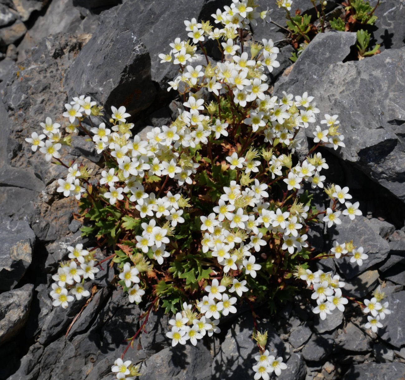 Saxifraga platyloba Gorreta d'os Gabachos tontorrean