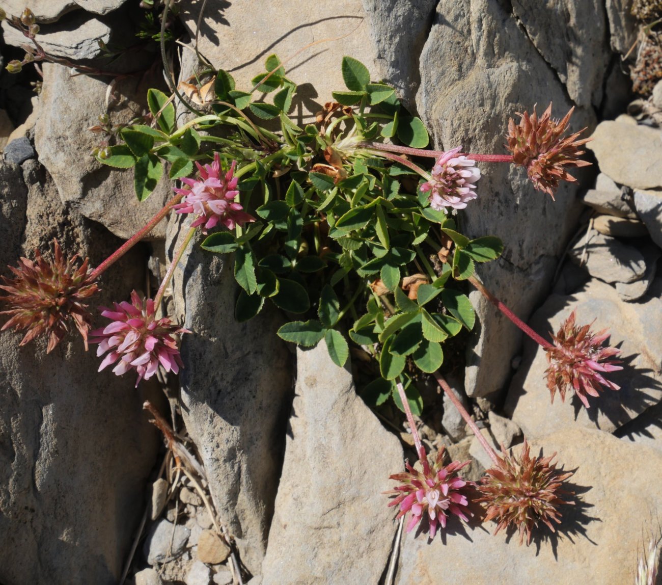 Trifolium thalii Quimboa Baxo mendian