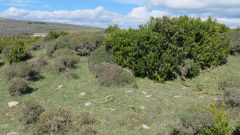 Majada Sarbil mendebalde tumulua, Etxauri